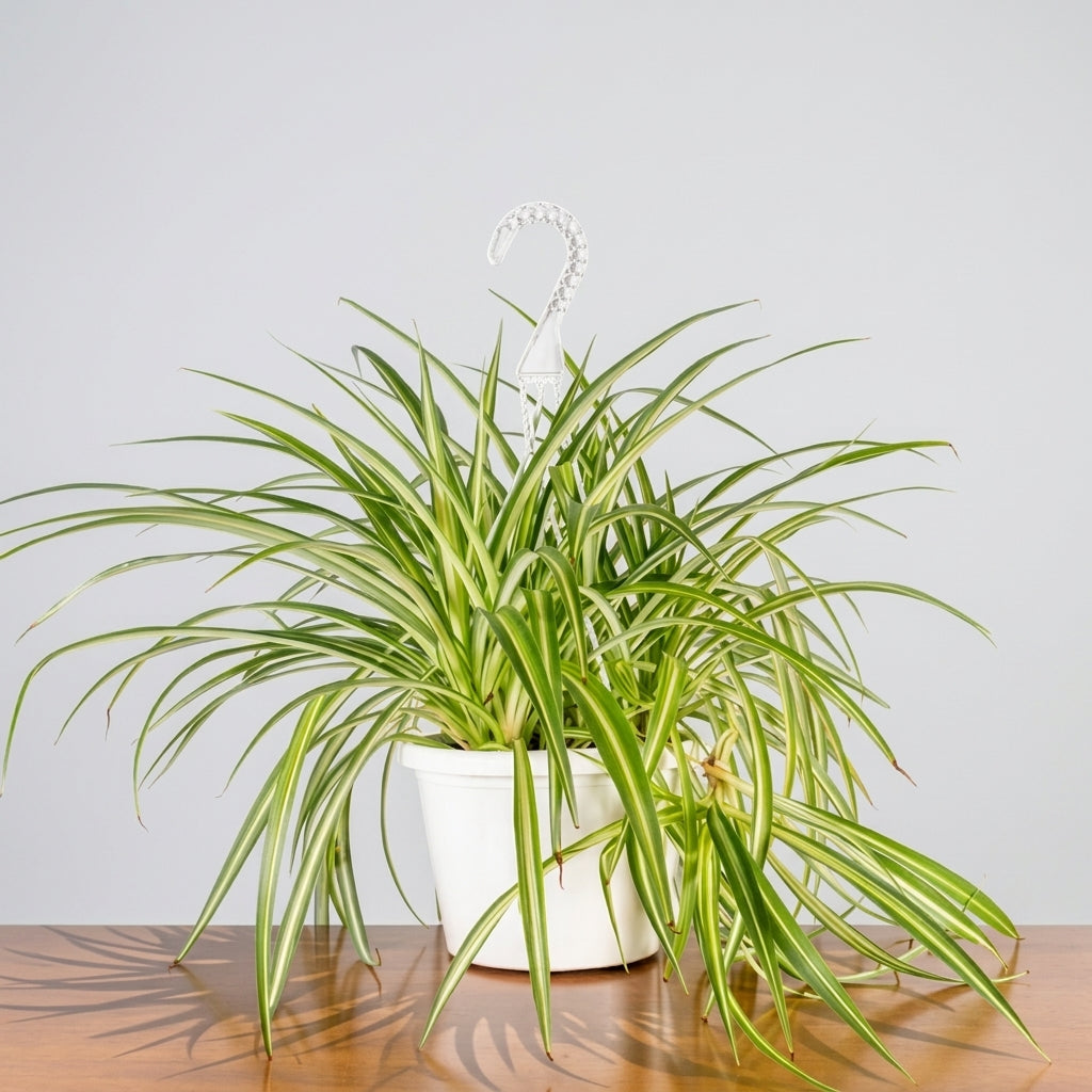 Spider Plant