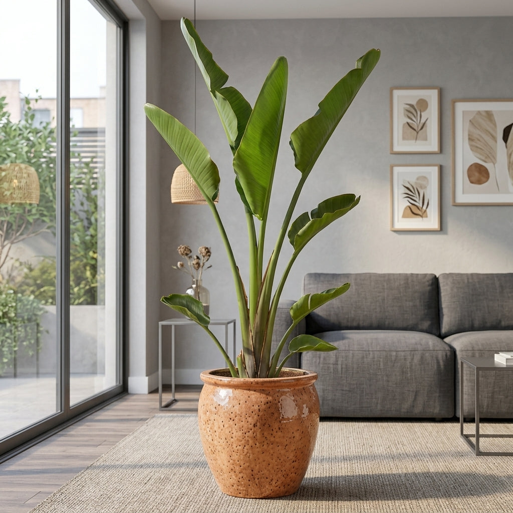 Strelitzia Nicolai