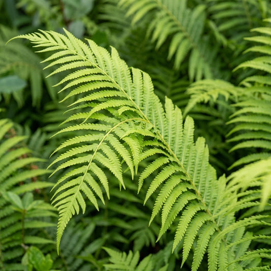 Blechnum Silver lady