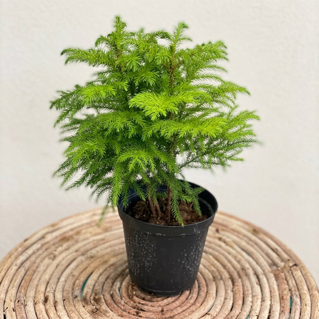 Island Pine
