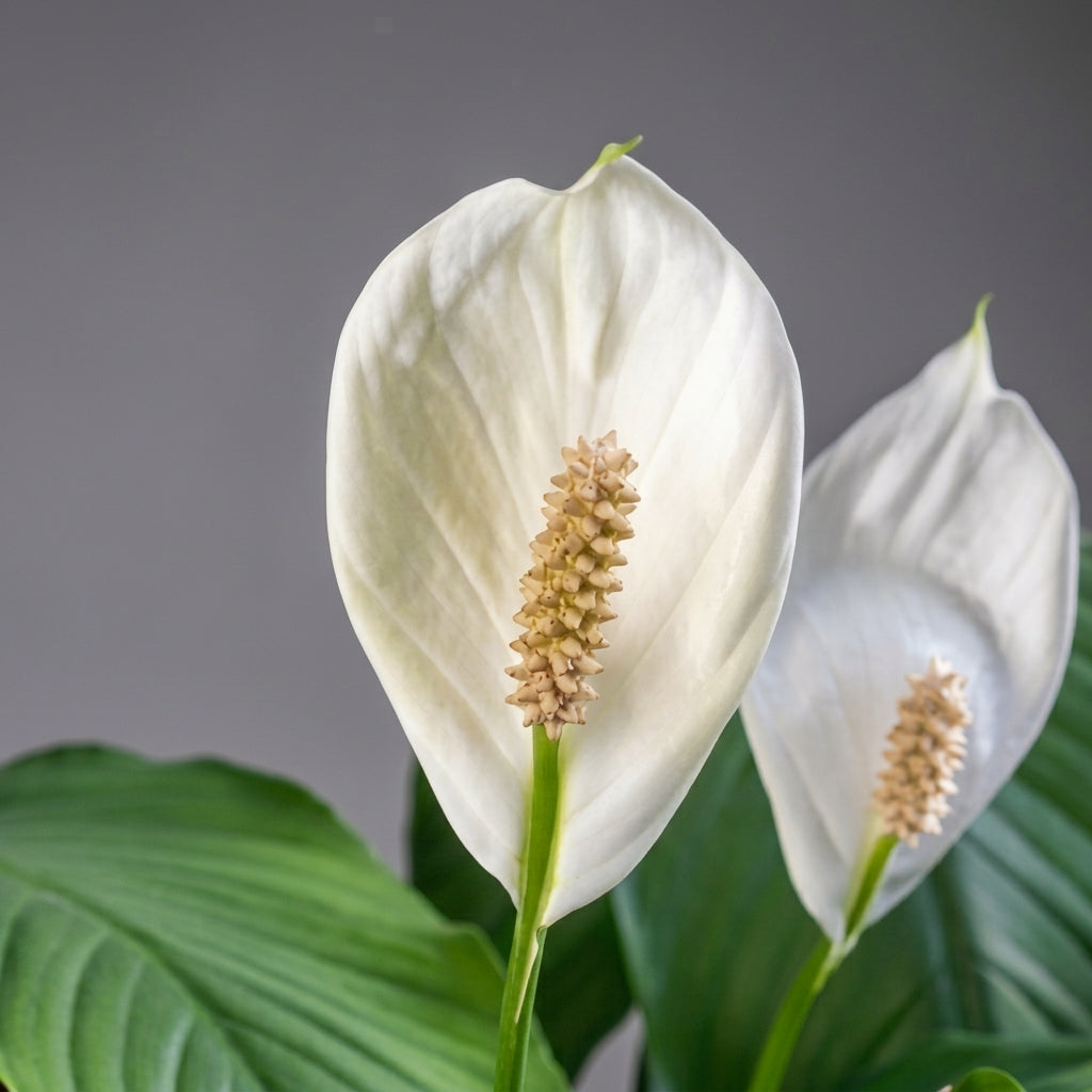 Peace Lily