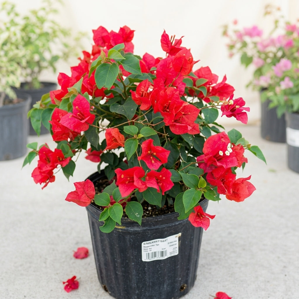 Bougainvillea- The colorful Queen of the tropics