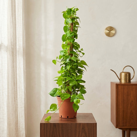 Epipremnum aureum