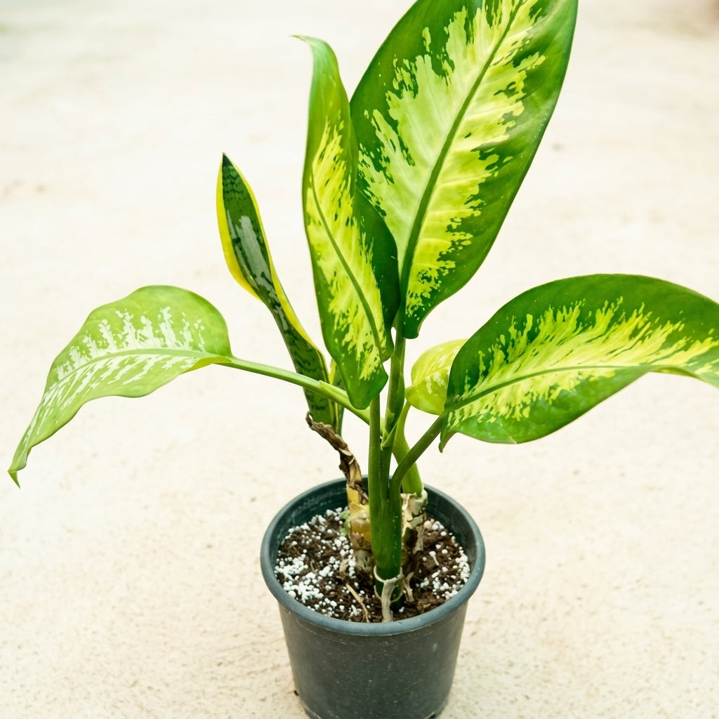 Dumb Cane Plant