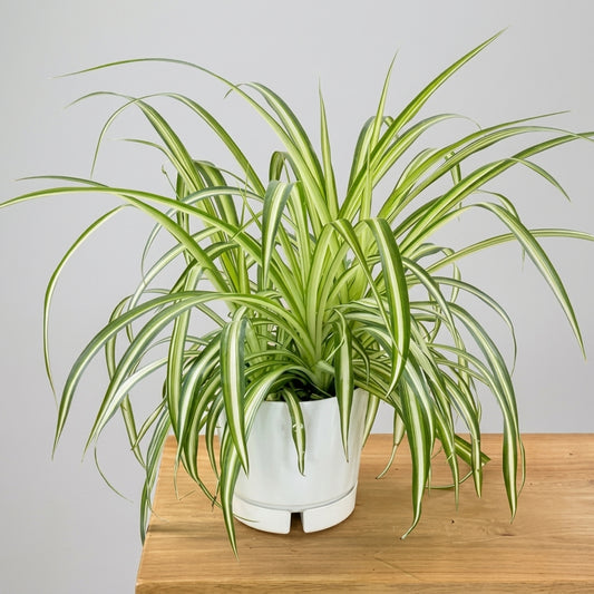 Spider Plant