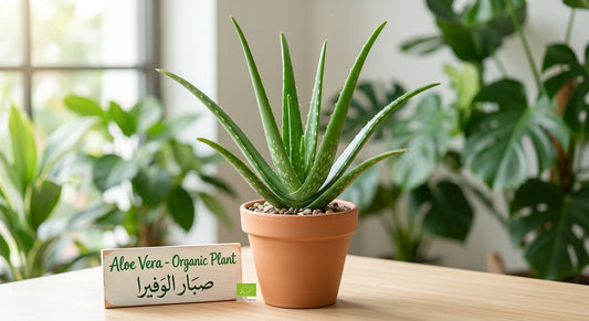 Aloe Vera Plant - Organic Plant - صبار الوفيرا