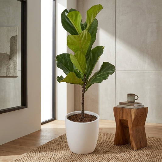 Ficus Lyrata Plant
