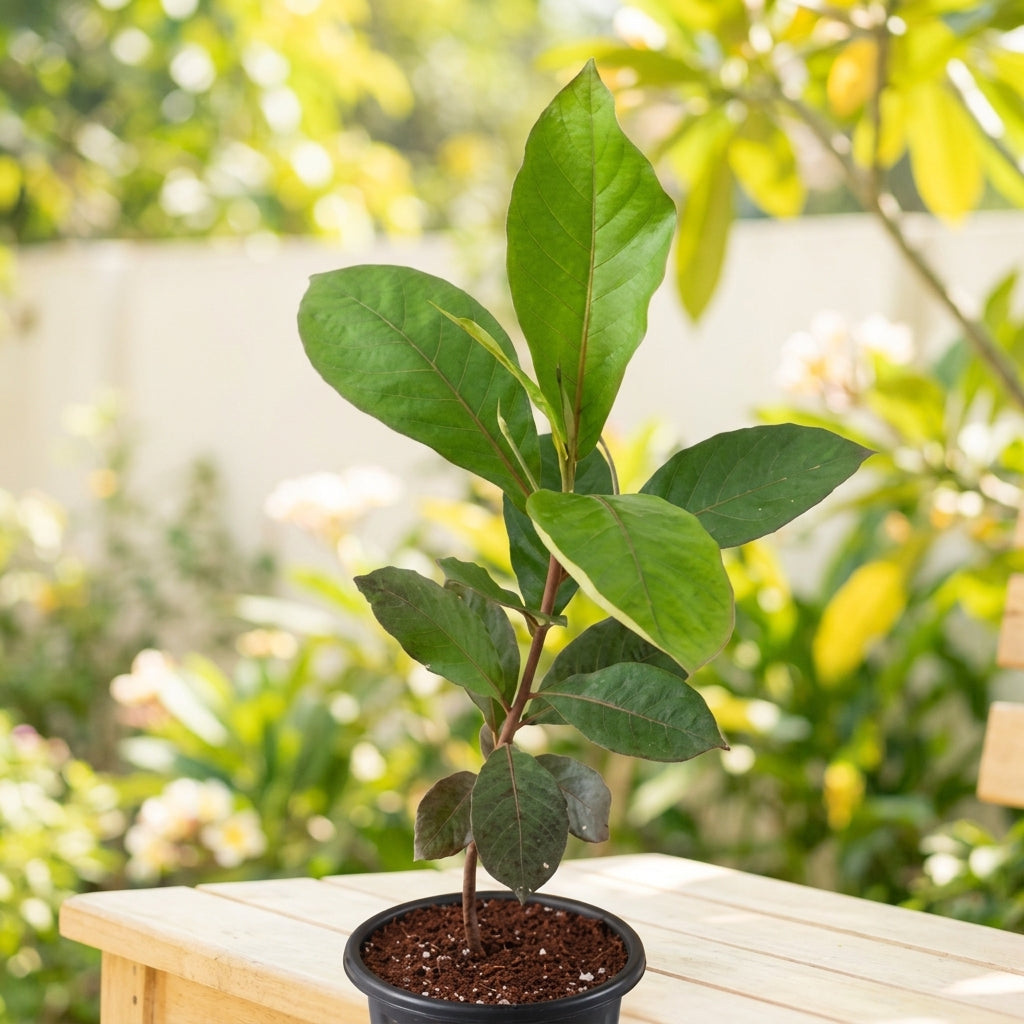 Tropical Almond
