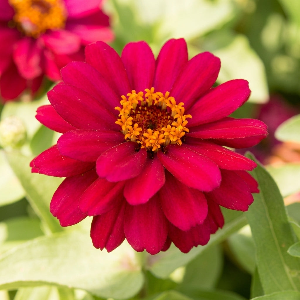 Zinnia Flowers