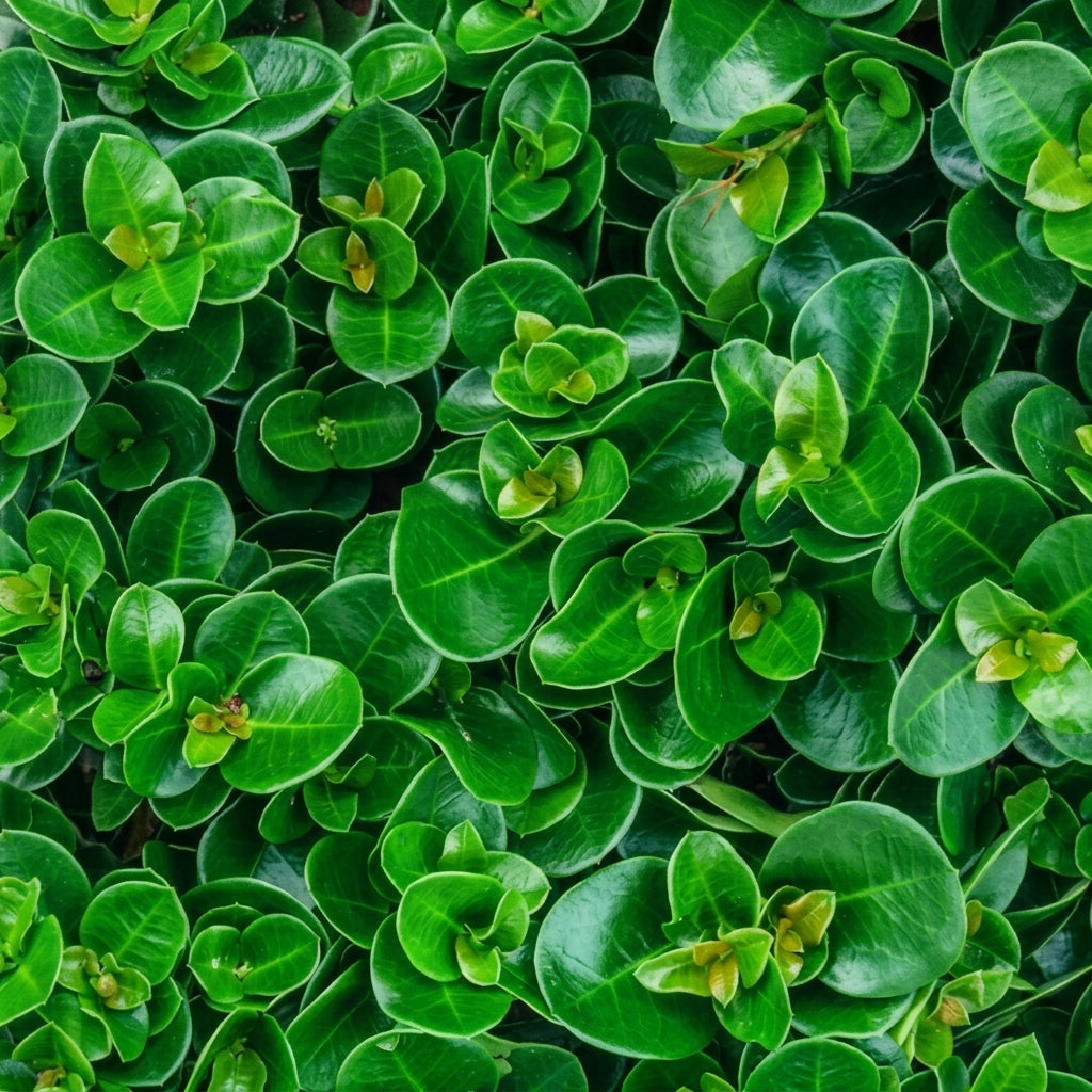 Carissa *Boxwood Beauty*