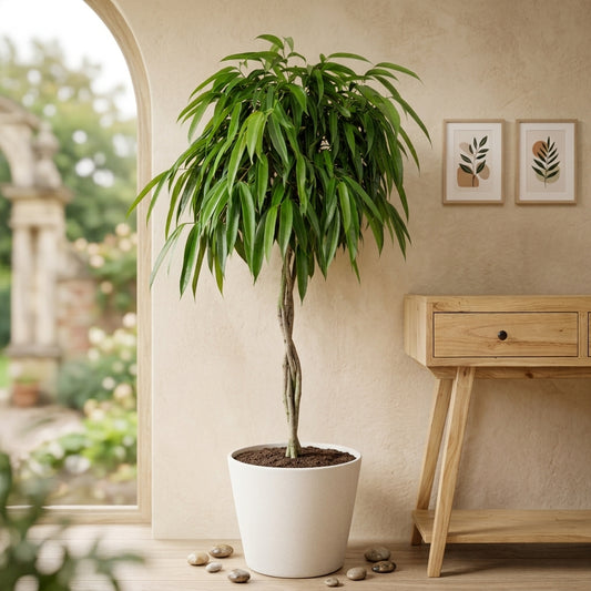 Ficus ''Alii"