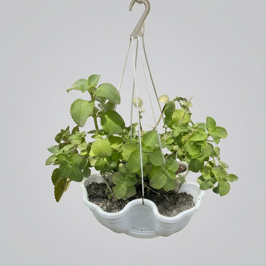 Plectranthus amboinicus