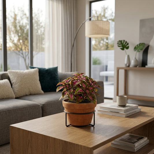 Coleus Table Plant