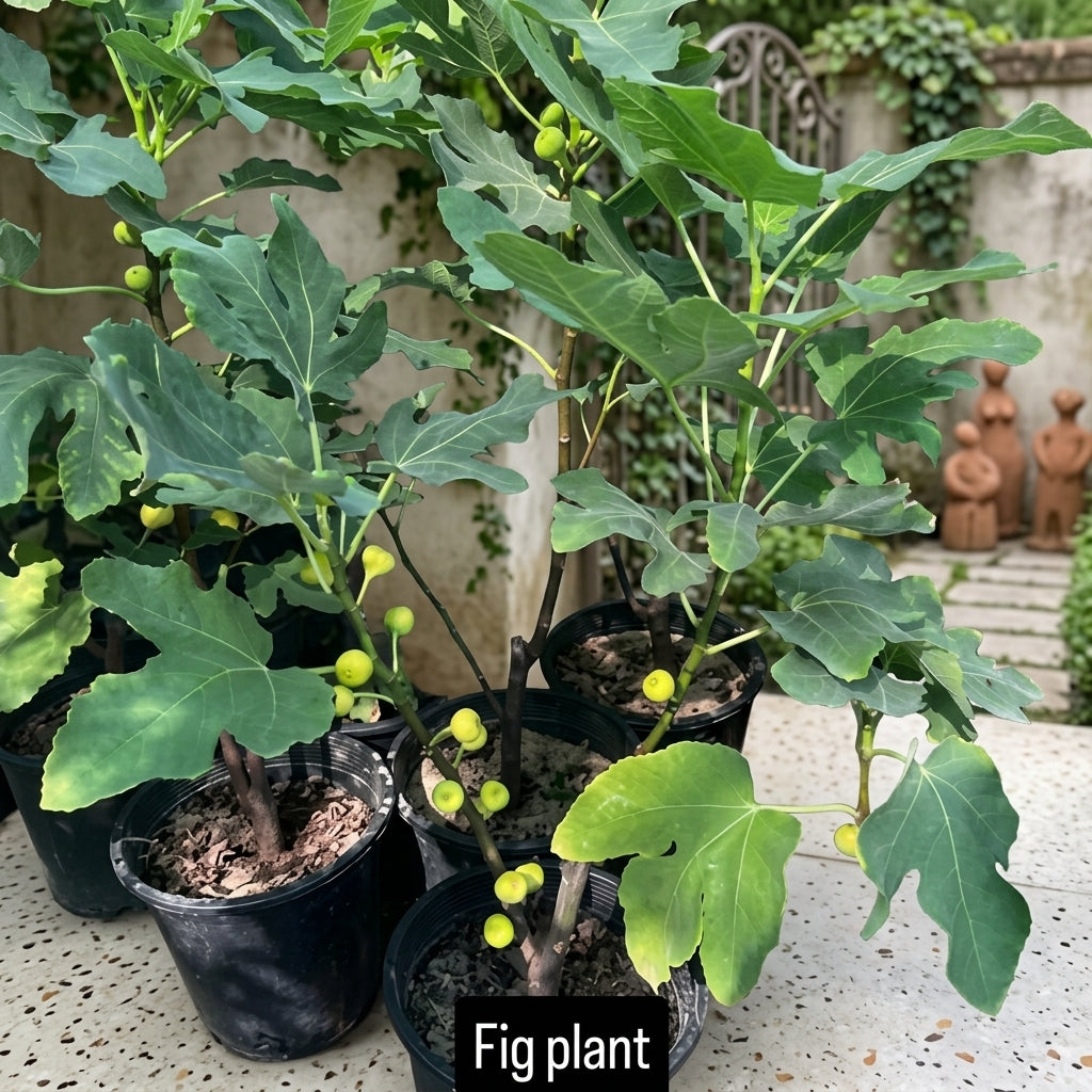 Fiig Plant