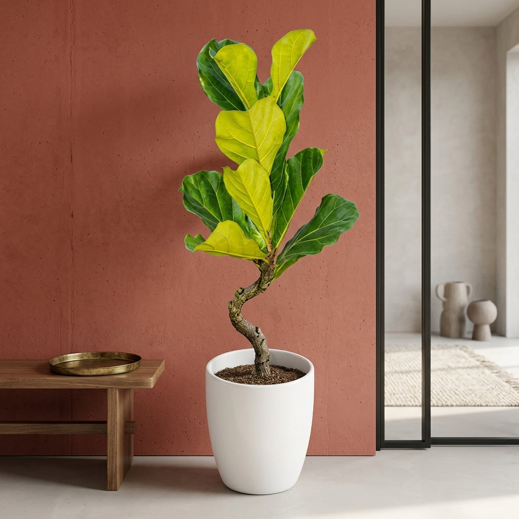 Ficus Lyrata Plant