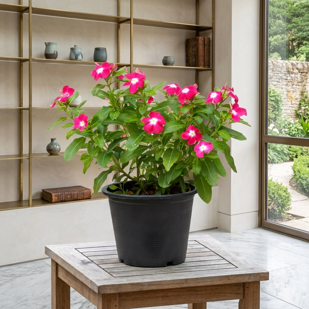 Madagascar Periwinkle