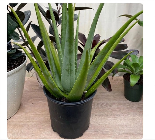 Aloe Vera Plant - Organic Plant - صبار الوفيرا