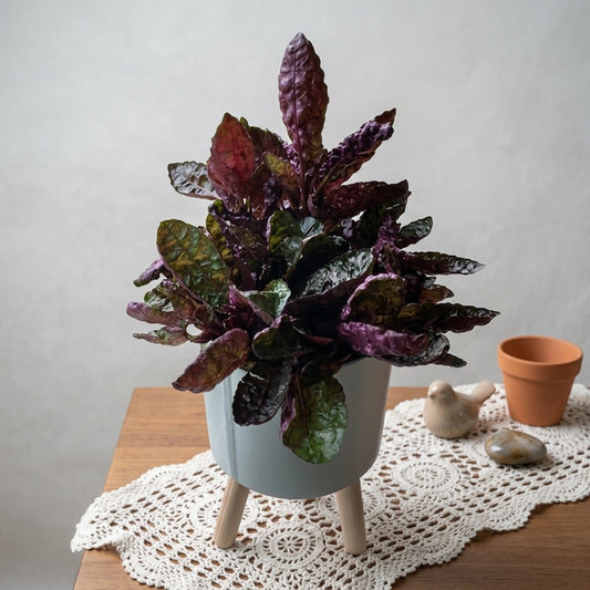 Purple Waffle Plant