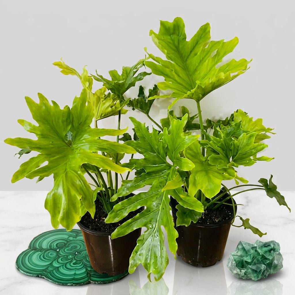Philodendron Hope / Shangrila