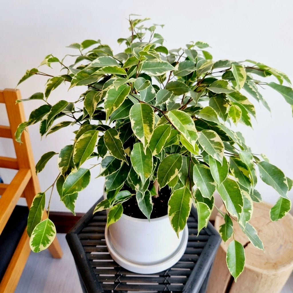 Variegated Weeping Fig