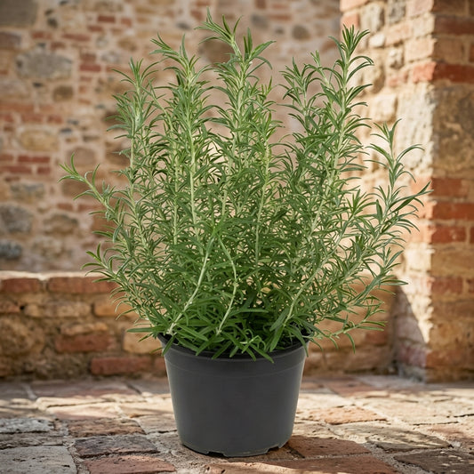 Rosemary Plant