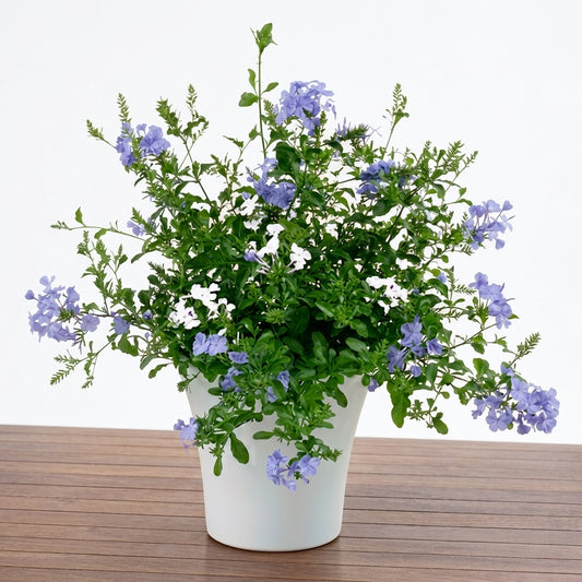 Blue Plumbago