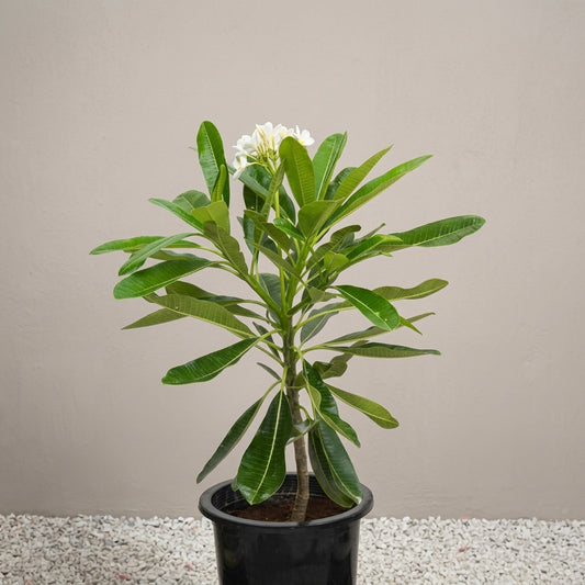 Singpore Plumeria