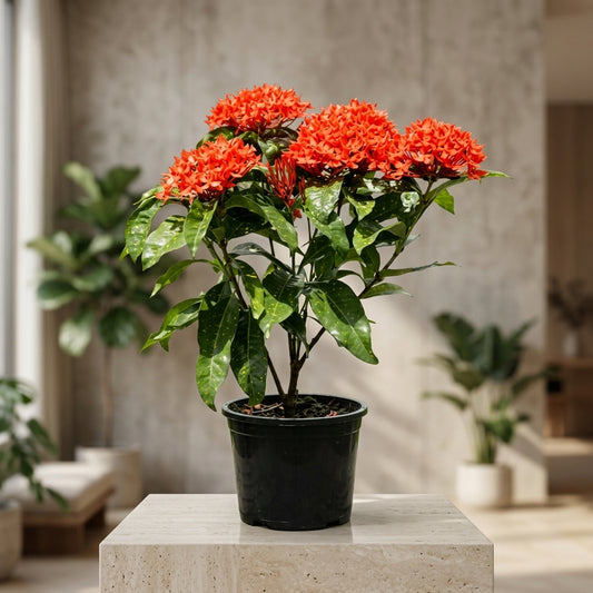 Ixora Plant