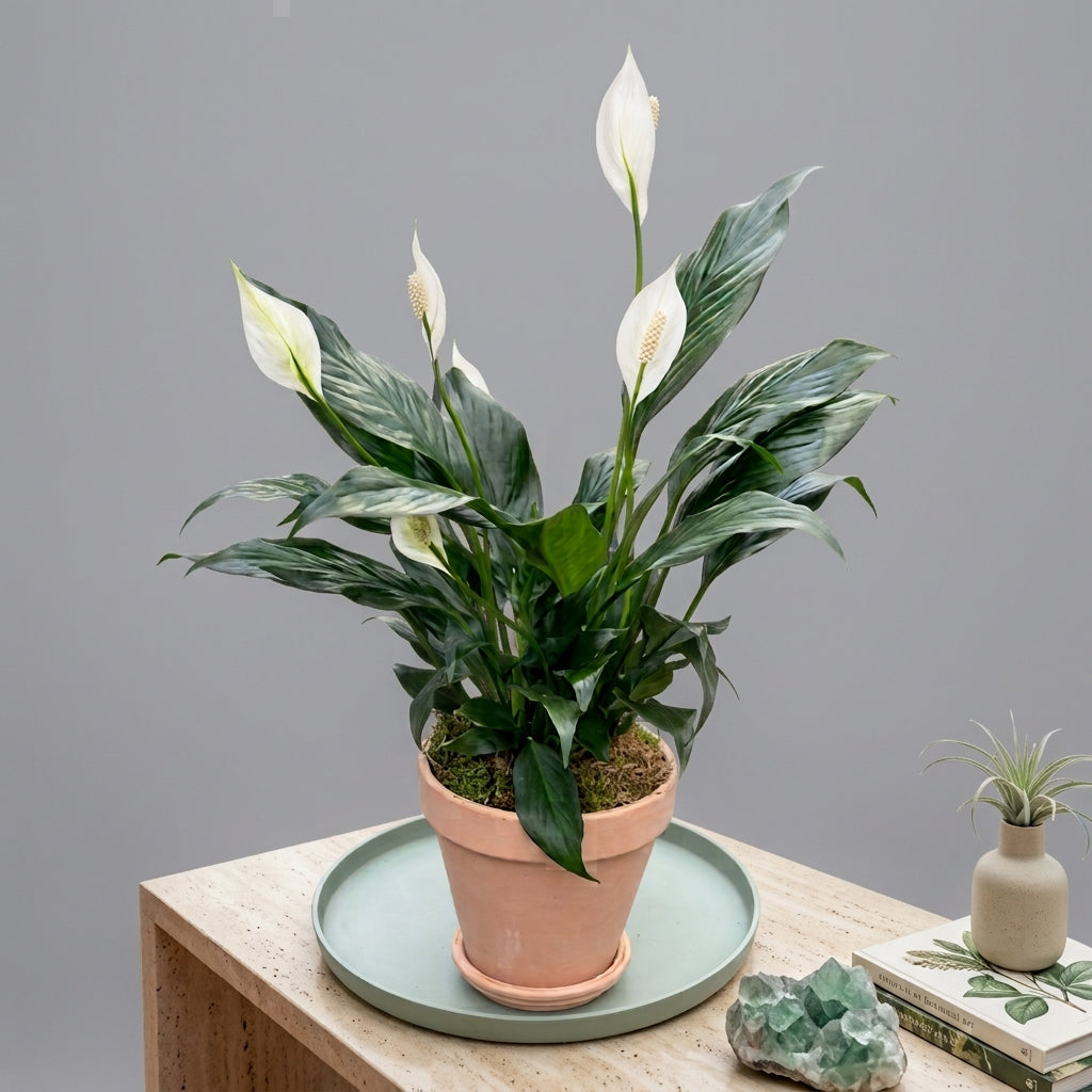 Peace Lily