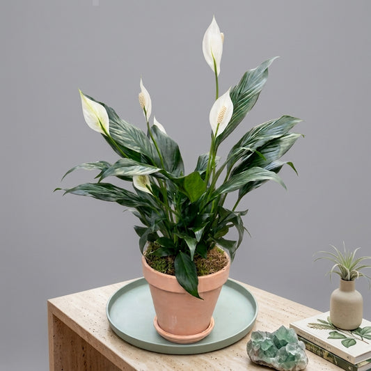 Peace Lily