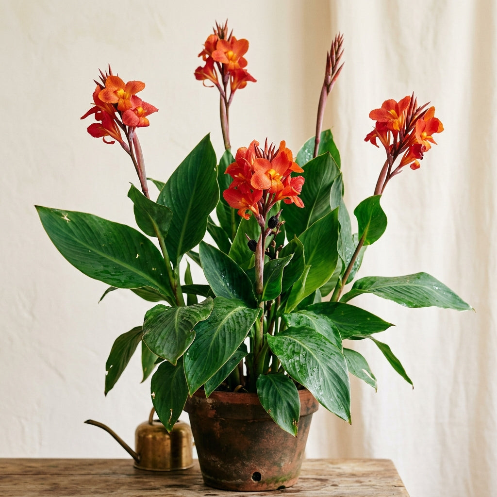 Canna lily (indian slot)
