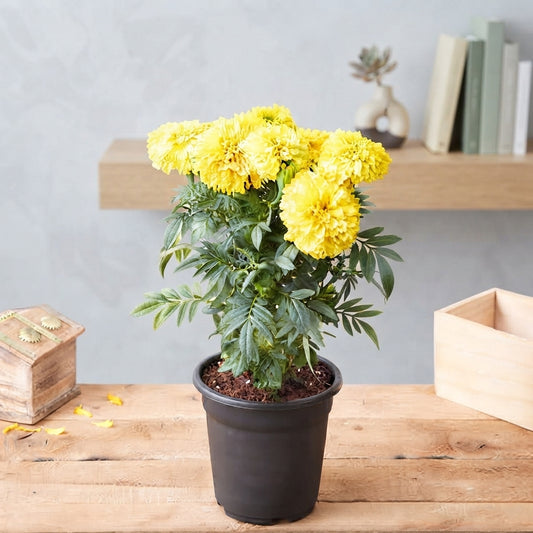 Marigold Plant