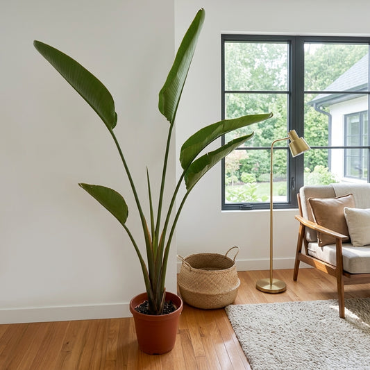 Strelitzia Nicolai