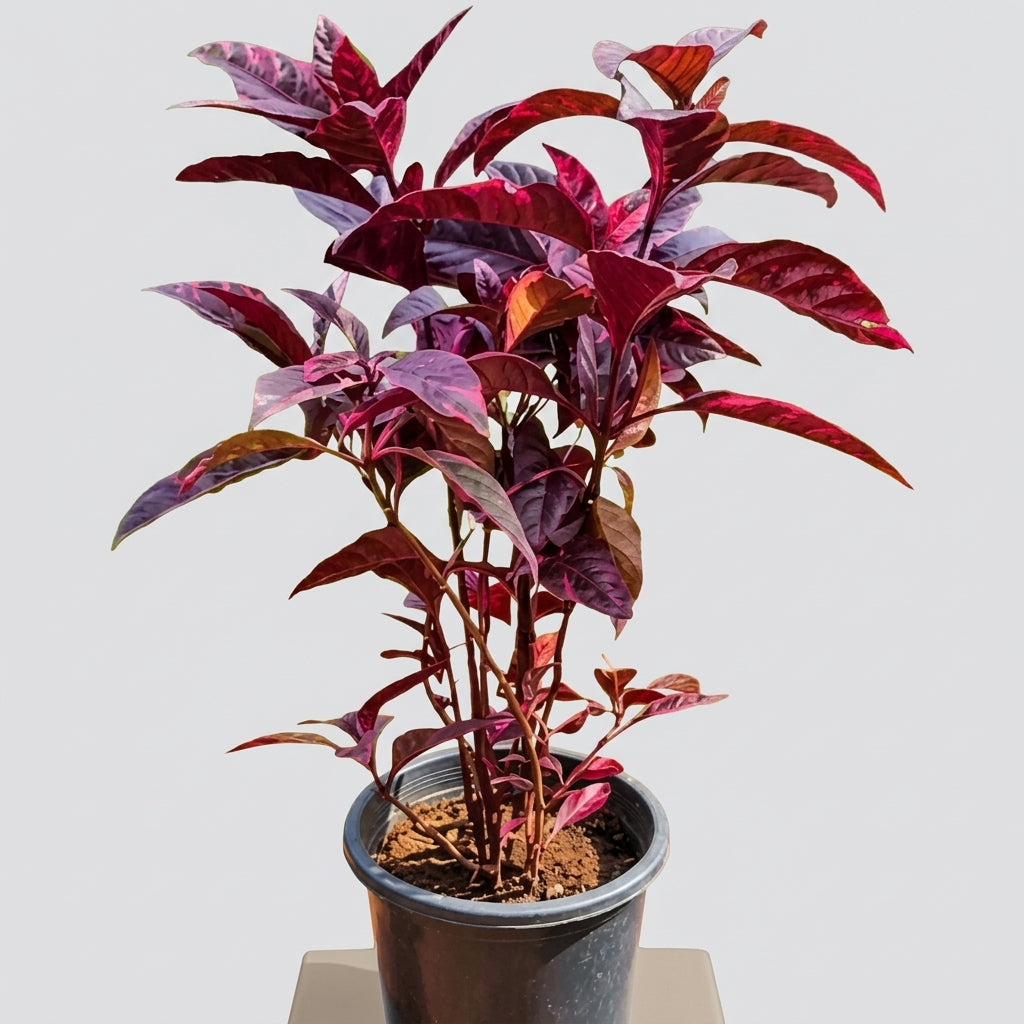 Purple False Eranthemum