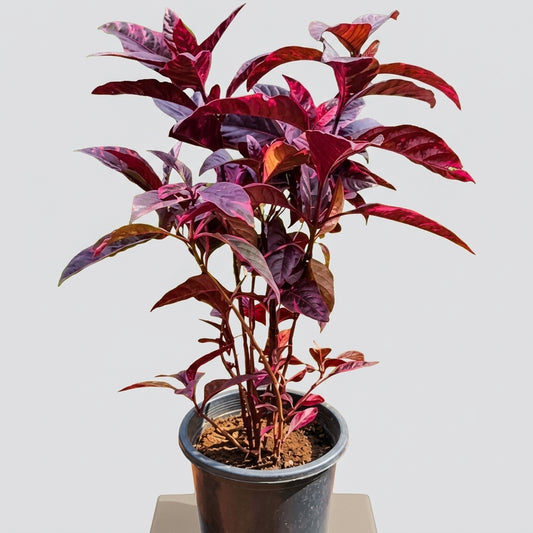 Purple False Eranthemum