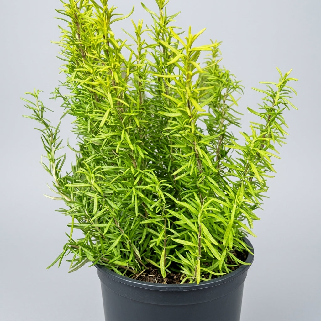 Rosemary Plant