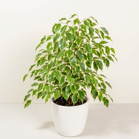 Variegated Weeping Fig