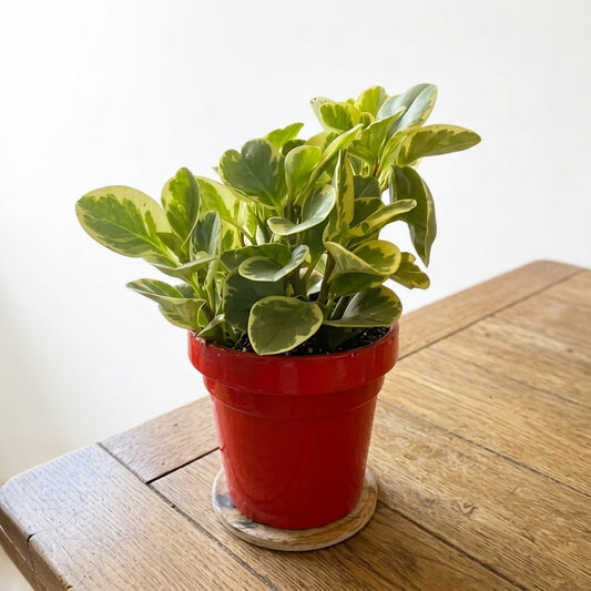 Glossy Leaved Paperomia