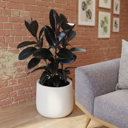 Ficus Elastiica ''Burgundy'' - Rubber Plant