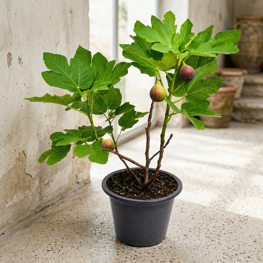 Fiig Plant