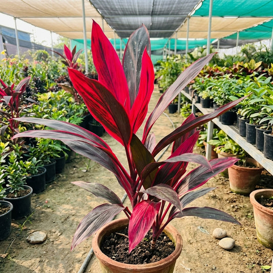 Cordyline "red Kiwi' TI plant