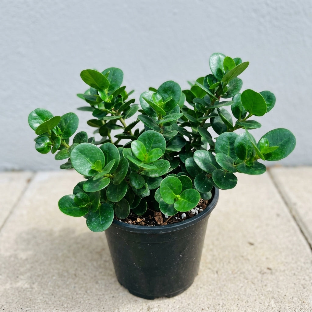 Carissa *Boxwood Beauty*