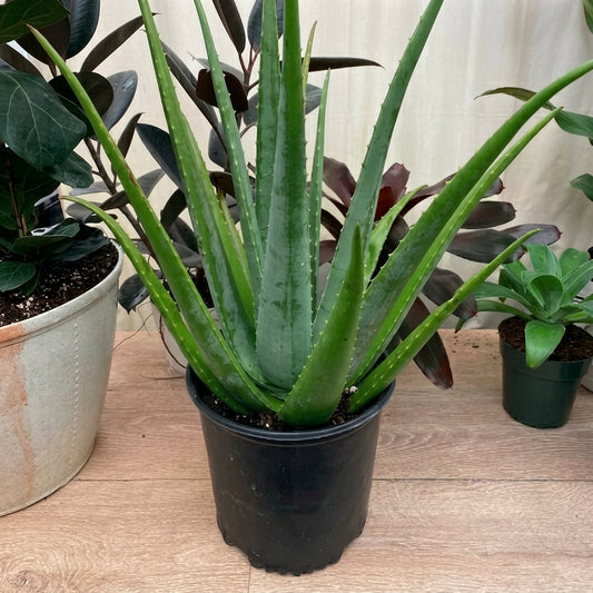 Aloe Vera Plant - Organic Plant - صبار الوفيرا