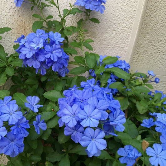 Blue Plumbago