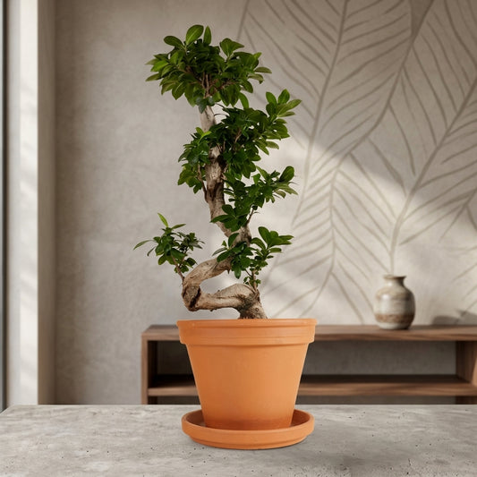 Ficus Bonsai