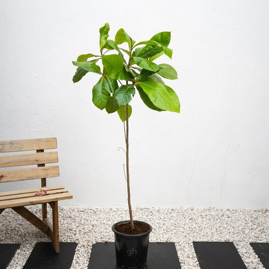 Tropical Almond
