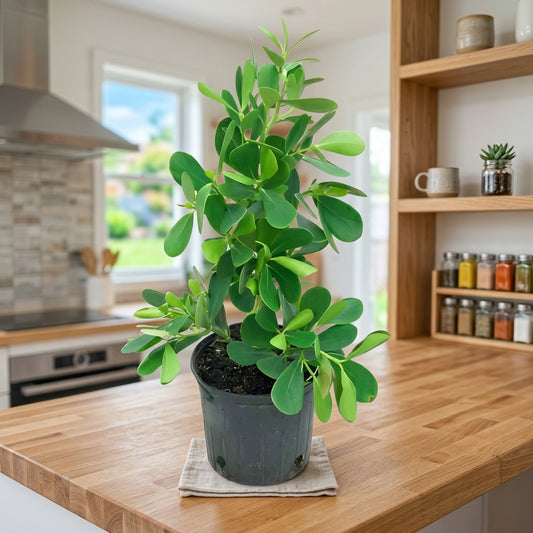 Auto graph plant or pitch Apple plant