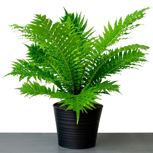 Blechnum Silver lady