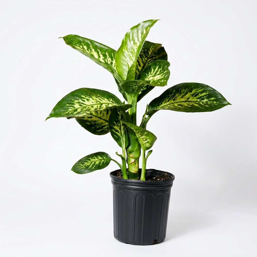Dumb Cane Plant