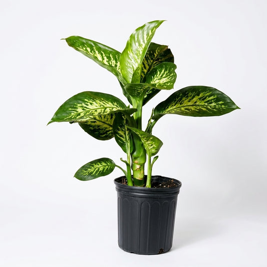 Dumb Cane Plant